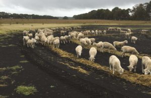 Jeremy's ewe hoggets being fed silage, March 2020