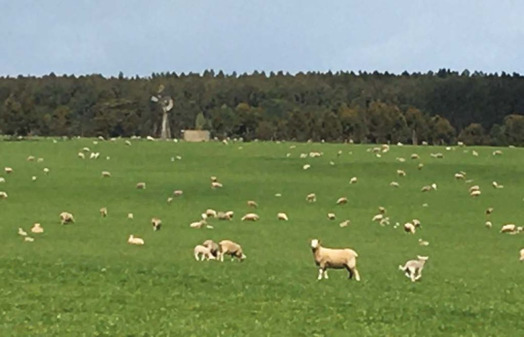 Wairere cross ewe hoggets with lambs at Halt Farms, October 2019