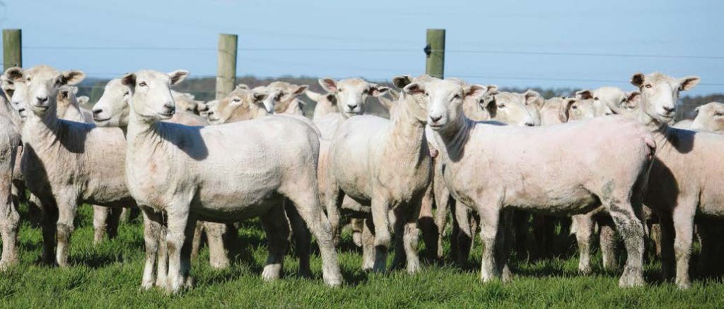 Eleven month old ewe hoggets scanned with twins