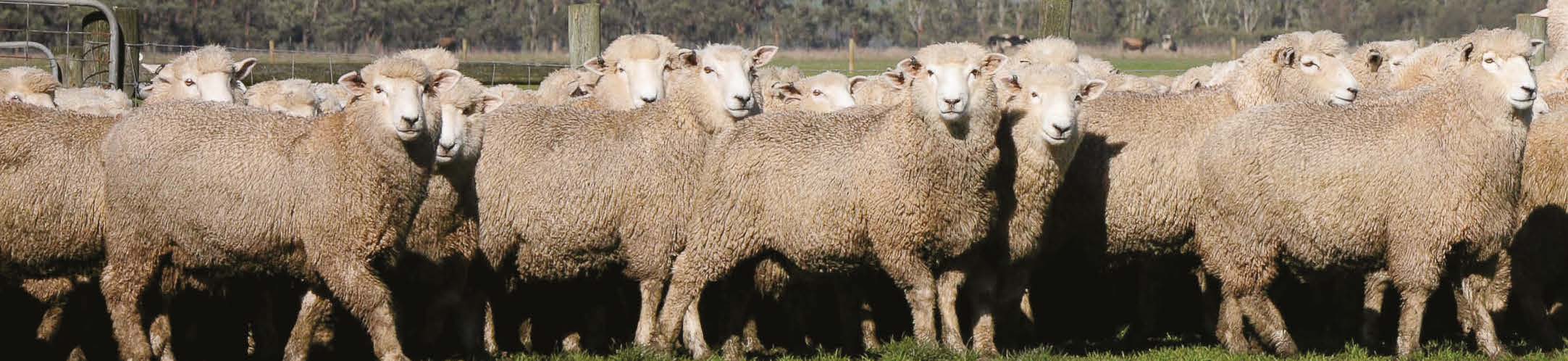 Wairere eleven month old ram hoggets, July 2017