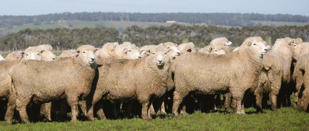 Eleven month old Wairere ram hoggets, July 2017