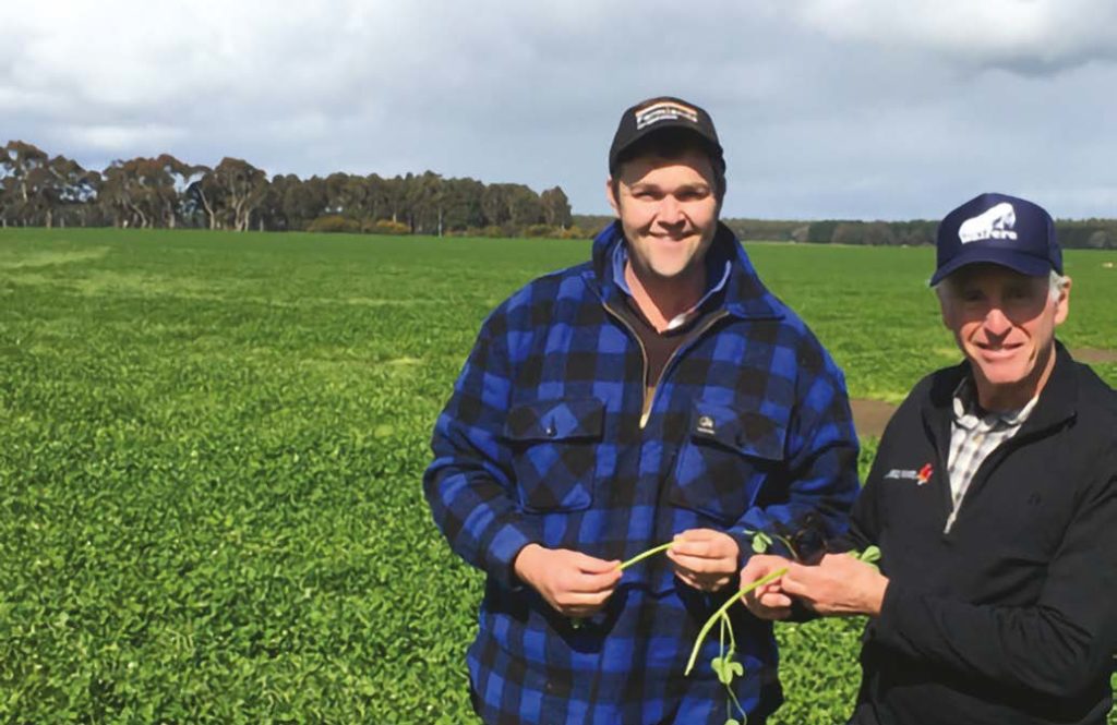 Richard Davies with a rich crop of Balansa clover, recovered from a Eucalypt plantation